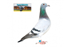 Fast Pigeons & Ervin Laro	--	Italy	IT 21-115300