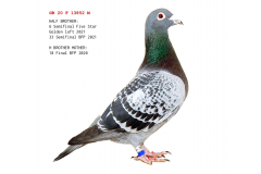 GB 20 13852 M - Son Messi x 1 Ace pigeon King of Race OLR
