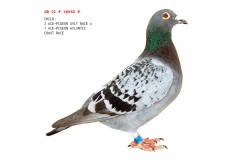 GB 21 16682 F - 2 Ace pigeon Sylt Island Race x 1 Ace pigeon Atlantic Coast Race