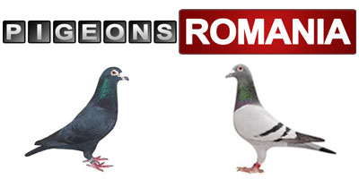 pigeons romania
