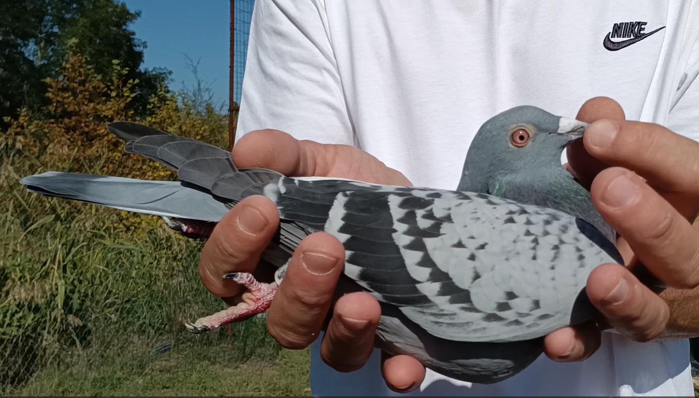 1	Final Race (412 km) 	 Team Perlen P.Thaqi	 CH-15282-2025	