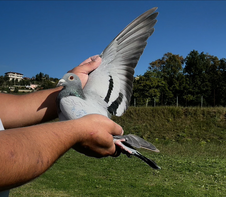 1	place Super Derby (506 km) 	 Besim Tetova	 RKS-0003351-2025	