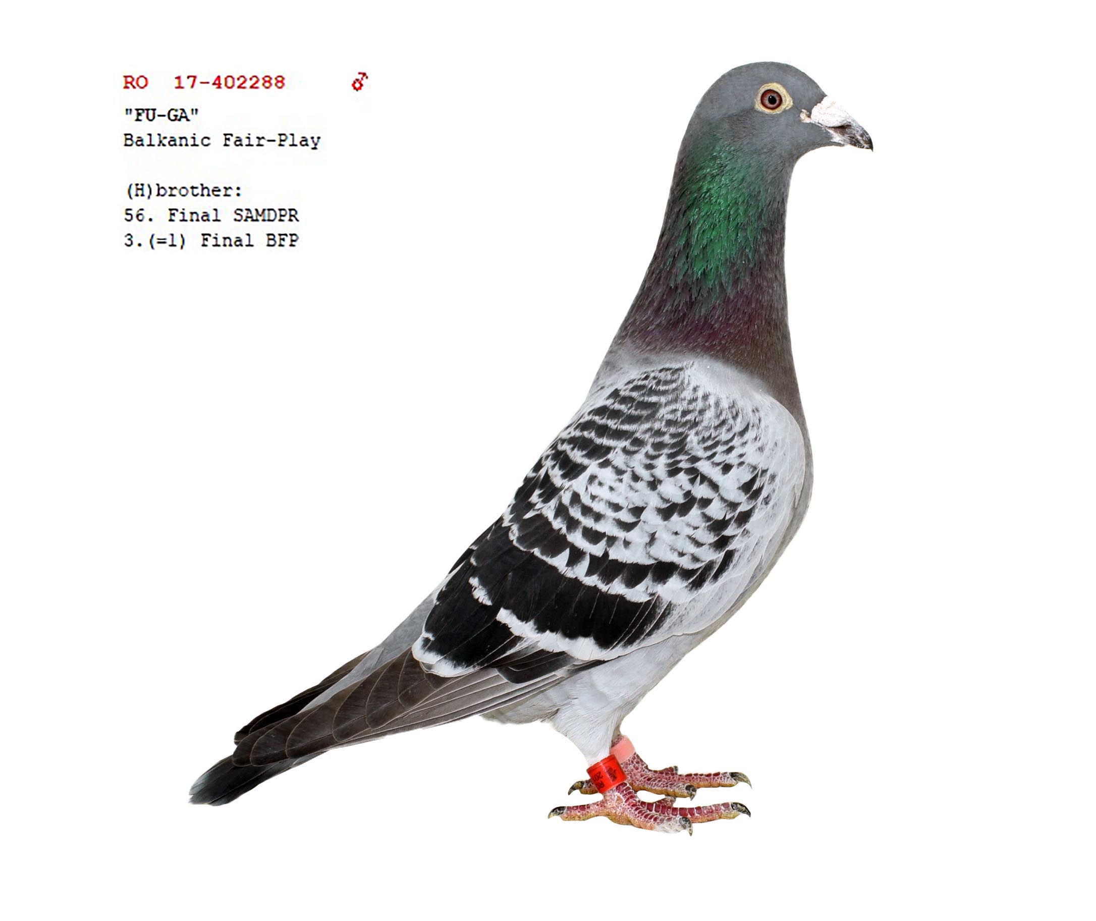 1	Super Derby Halkidiki (554 km)	DUDU SORIN	233116	/2023