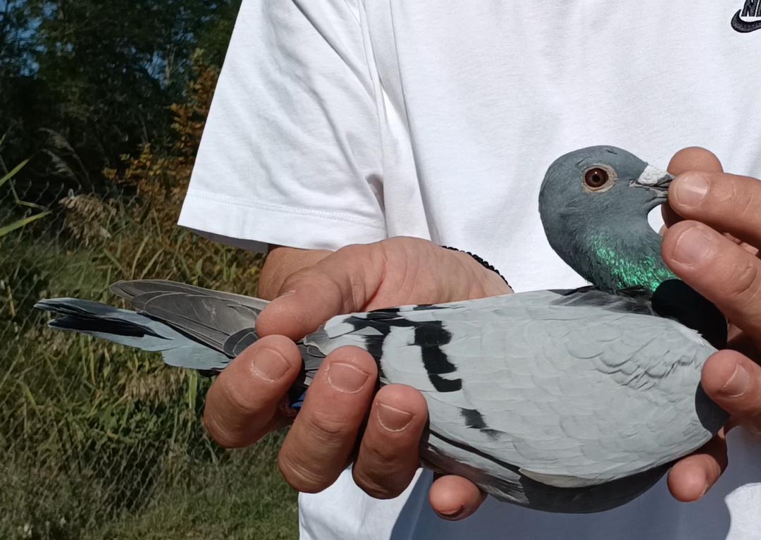 10	Final Race (412 km) 	 Andrei Marius & Oncescu & Mitu	 RO-581262-2025	