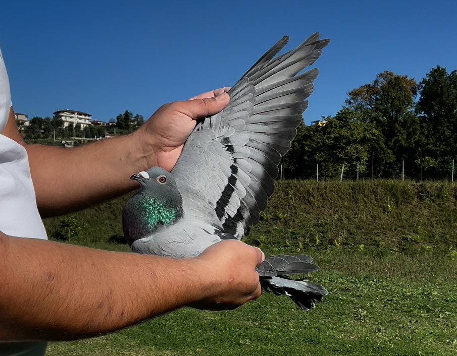 10	place Super Derby (506 km) 	 Derby Halkidiki	 GR-0808865-2025	