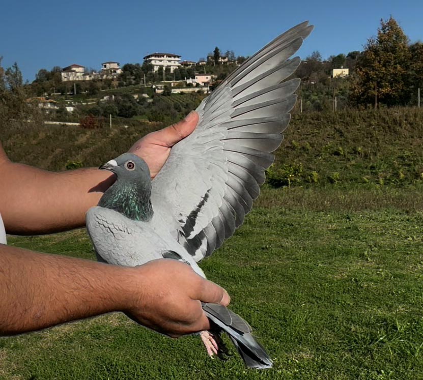 100	place Super Derby (506 km) 	 Bibi Stefanescu	 RO-255321-2025 	