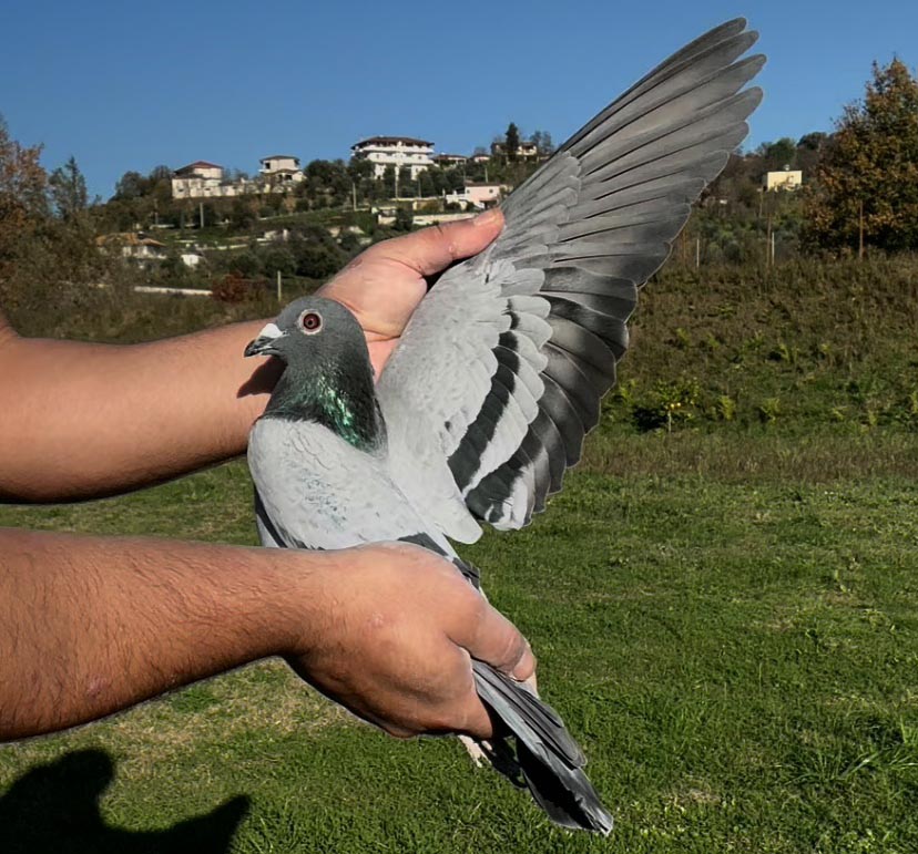 101	place Super Derby (506 km) 	 Dietmar Kaiser	 DV-05445-679-2025	