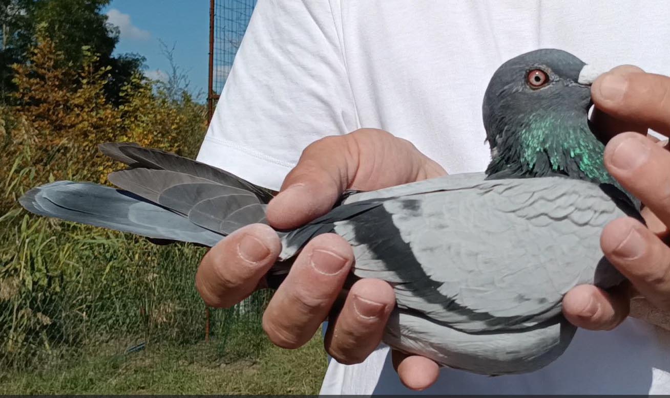 102	Final Race (412 km) + 3 Ace	 Jan Niculae	 RO-001118-2025	