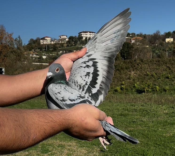 102	place Super Derby (506 km) 	 PMTP Champion	 AL-256832-2025 	