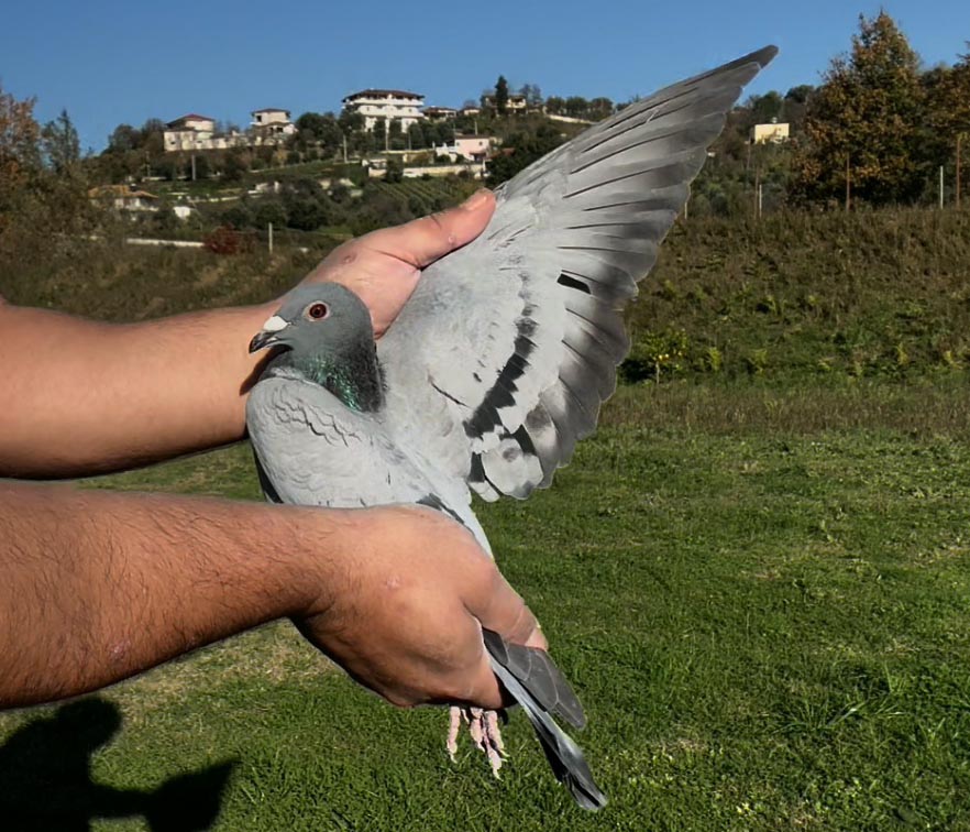 103	place Super Derby (506 km) 	 Fast Pigeon Ervin Laro Team A	 IT-90523-2025 	