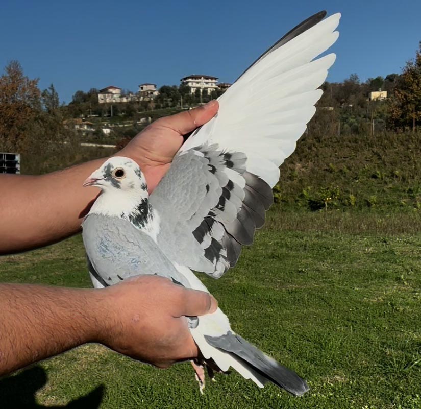 104	place Super Derby (506 km) 	 Male & Agur Team A	 AL-63515-2025 	