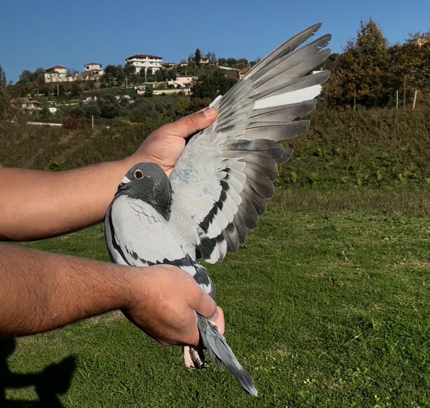 105	place Super Derby (506 km) 	 Blerim Lipjani	 RKS-0003111-2025 	