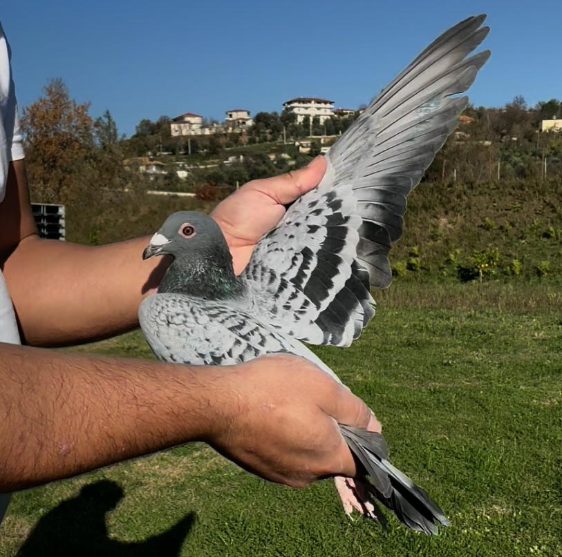 106	place Super Derby (506 km) 	 Gjergj Xhuveli Team B	 AL-65920-2025	