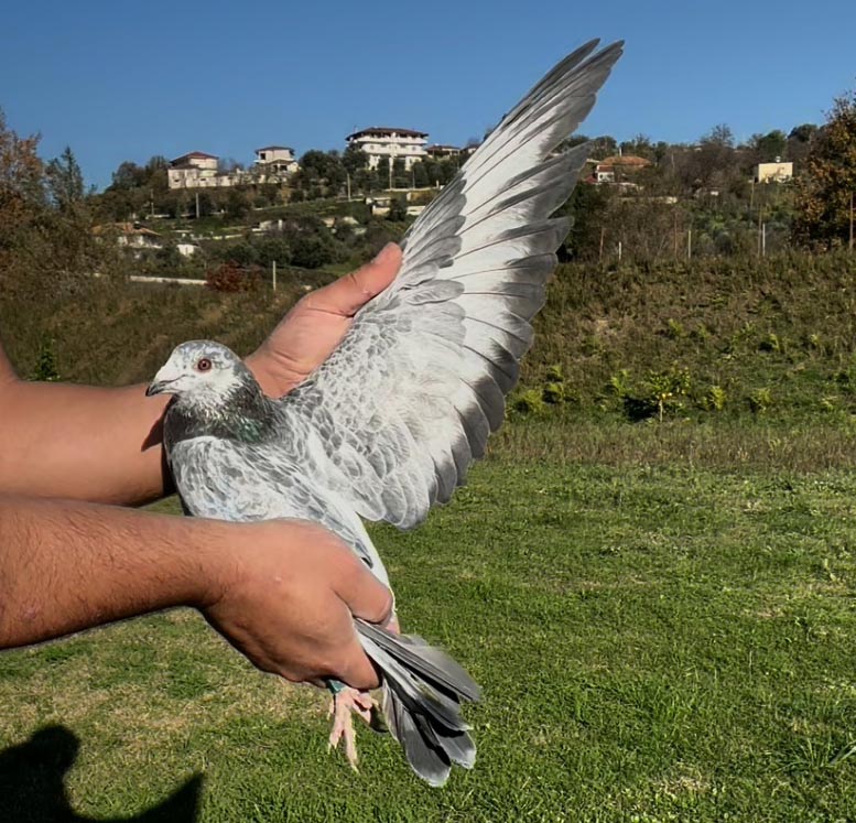 107	place Super Derby (506 km) 	 Mentor Bulku Team A	 AL-69662-2025	