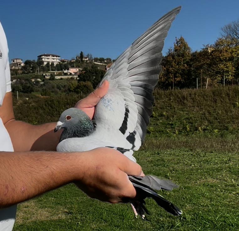 108	place Super Derby (506 km) 	 Isa Taka Delvin	 AL-258026-2025 	