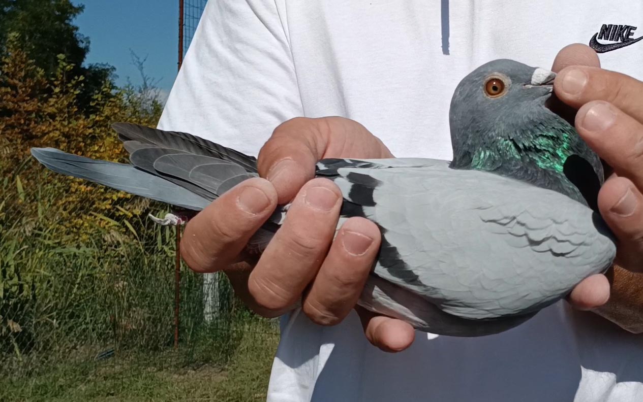 11	Final Race (412 km) 	 Elidon Licaj & Marcelo Hitaj Team B	 AL-65192-2025	