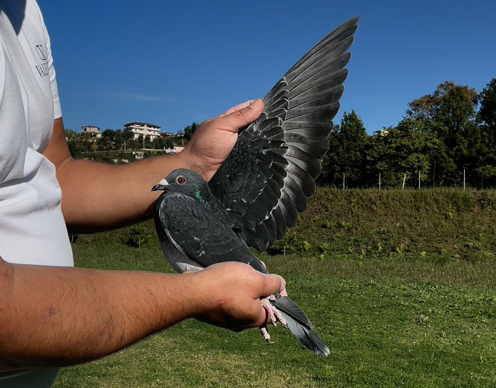 11	place Super Derby (506 km) 	 Maxim Kumanov	 BG-007971-2025	