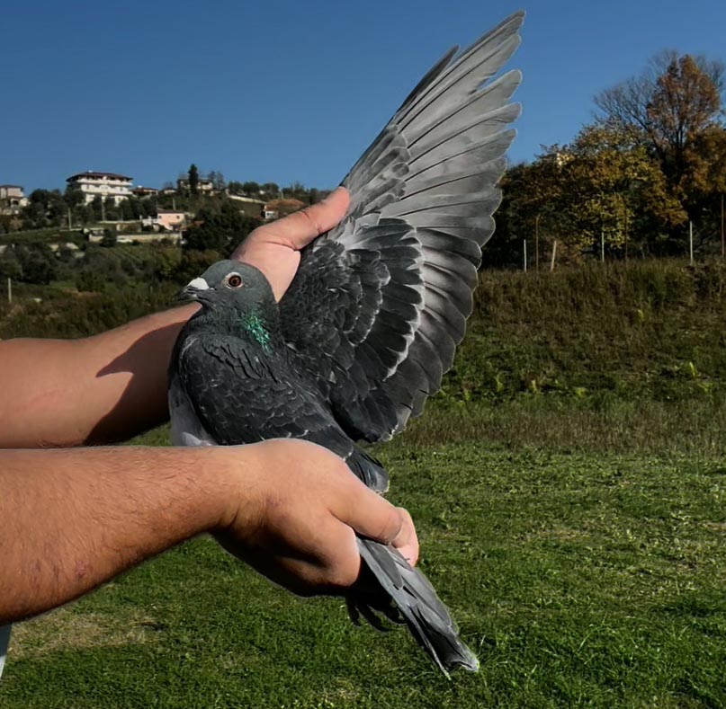 110	place Super Derby (506 km) 	 Nalti Hamzaj	 AL-258205-2025 	