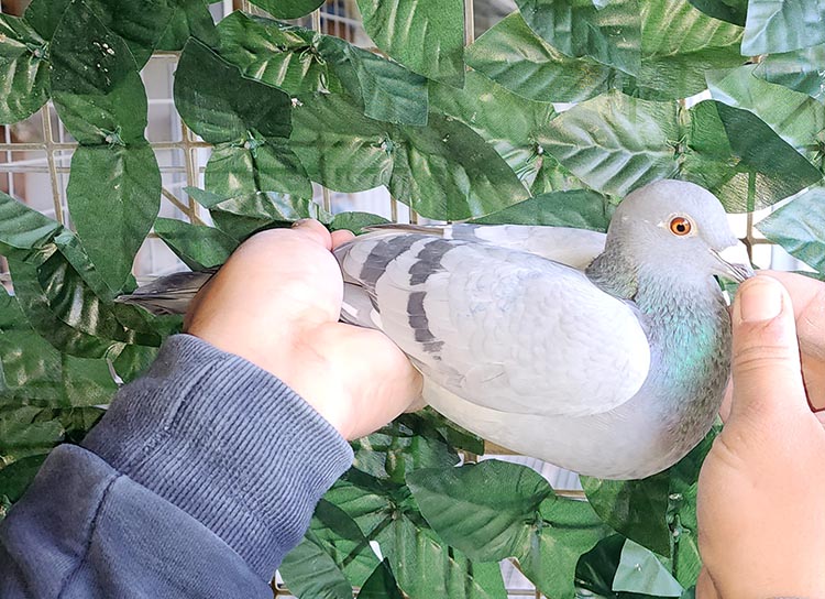 111	place Final Race (417 km) 	 Lenti Pigeons	 CH-446-2024	