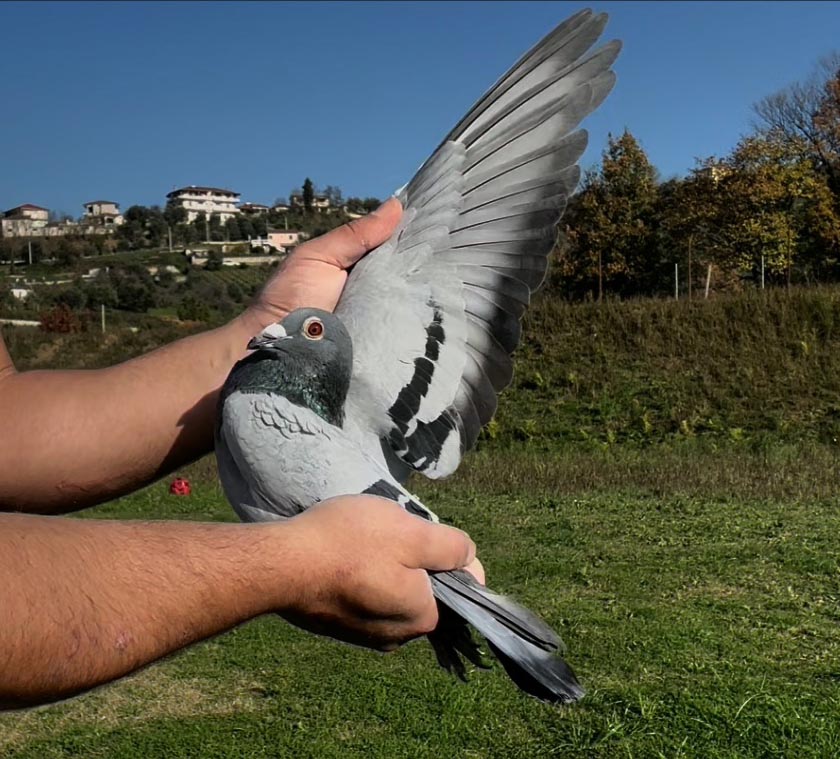 111	place Super Derby (506 km) 	 Edmond Rushiti	 AL-61633-2025 	