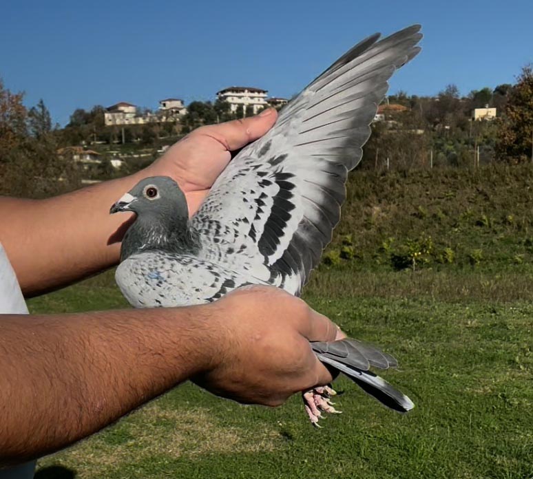 112	place Super Derby (506 km) 	 Dietmar Kaiser	 DV-05445-671-2025 	