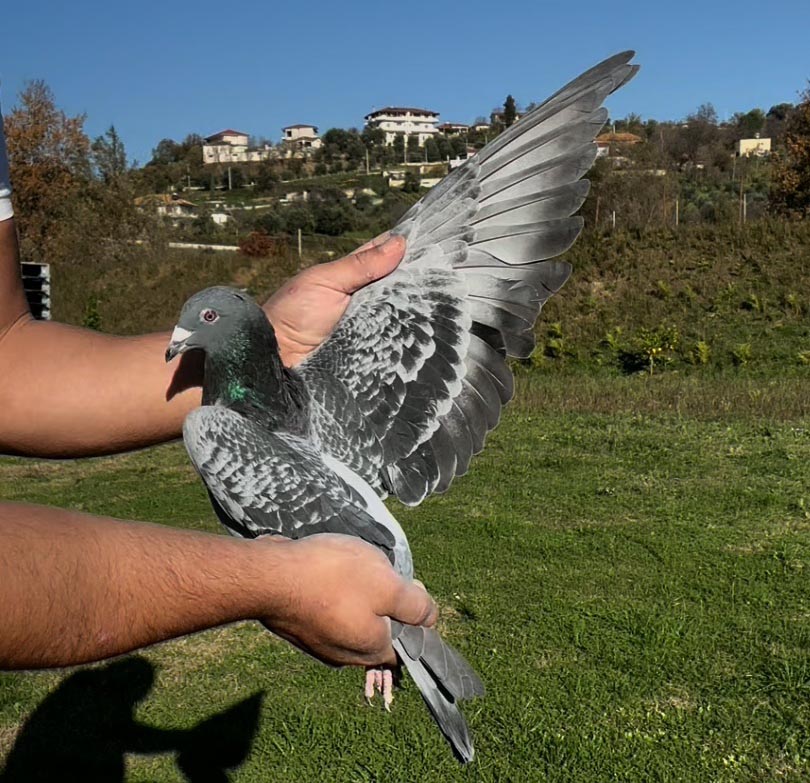 113	place Super Derby (506 km) 	 K L O - Team E	 AL-62743-2025 	