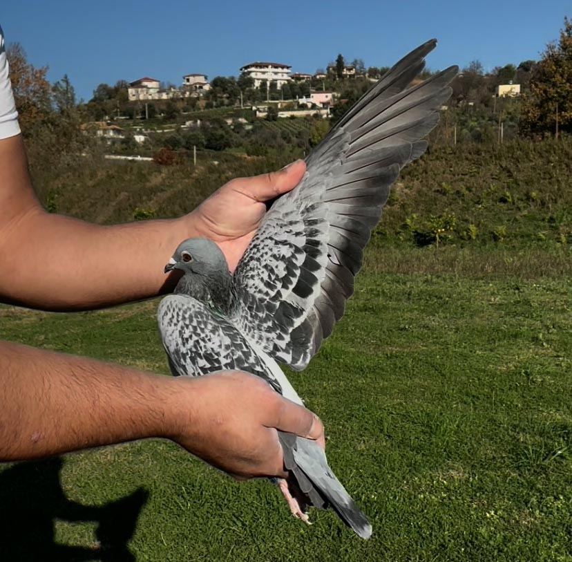 114	place Super Derby (506 km) 	 Reni Begolli	 AL-61920-2025	