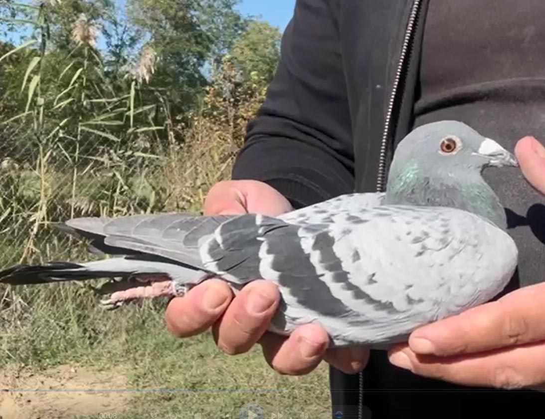 116	Final Race (412 km) + 5 Ace 	 Noli Pigeons Loft  RKS-02605-2025	