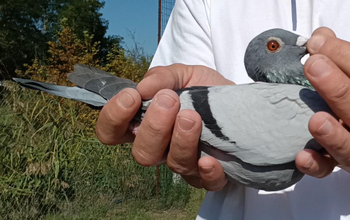 12	Final Race (412 km) 	 Team Feldmark	 DV-03443-1033-2025	