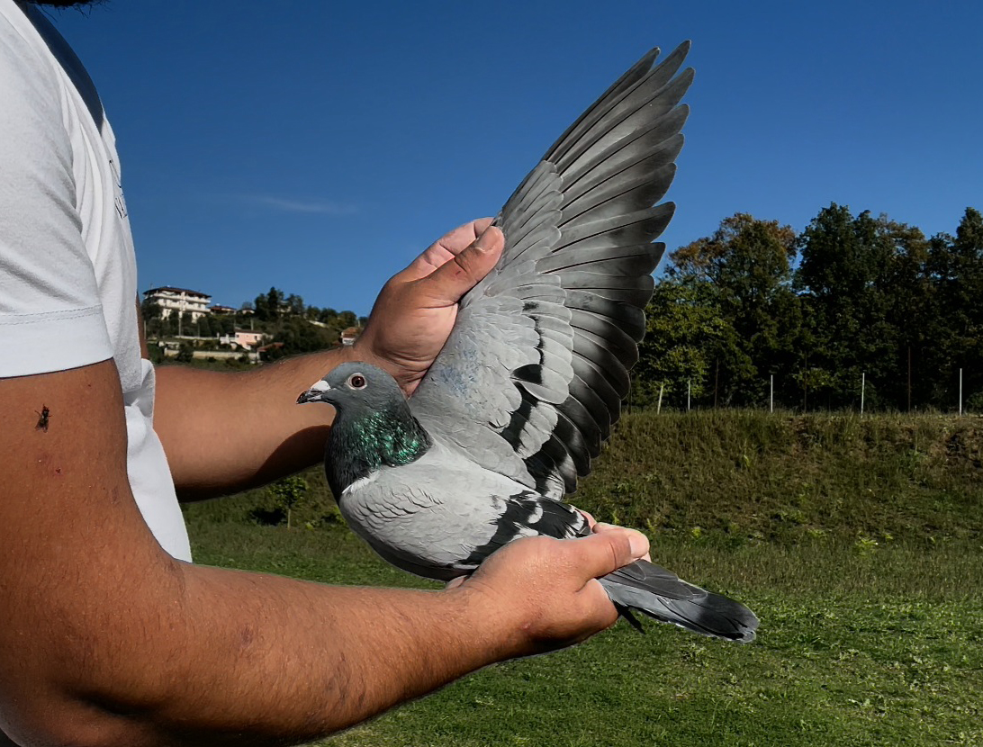 12	place Super Derby (506 km) 	 Gunter Kreutz	 CH-4085-2025	