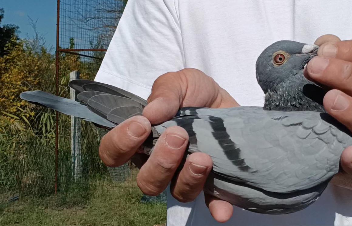 121	Final Race (412 km) + 8 Ace Adem Kolina	 AL-63805-2025	