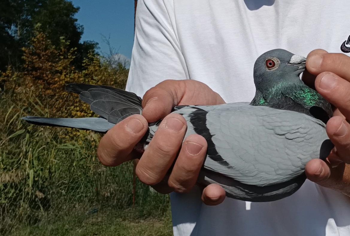 13	Final Race (412 km) 	 ZG Helios	 CH-14746-2025	