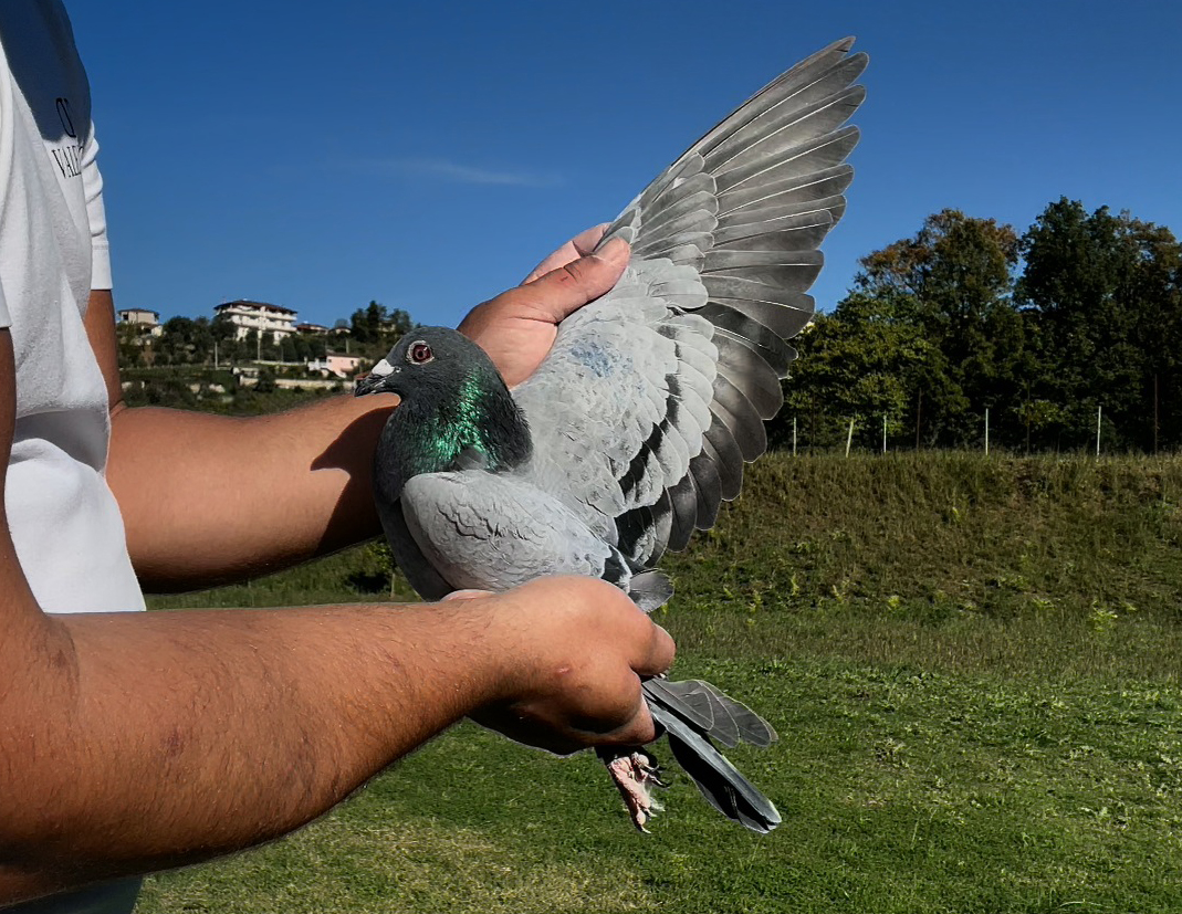 13	place Super Derby (506 km) 	 George Kritsotakis	 GR-0901801-2025	