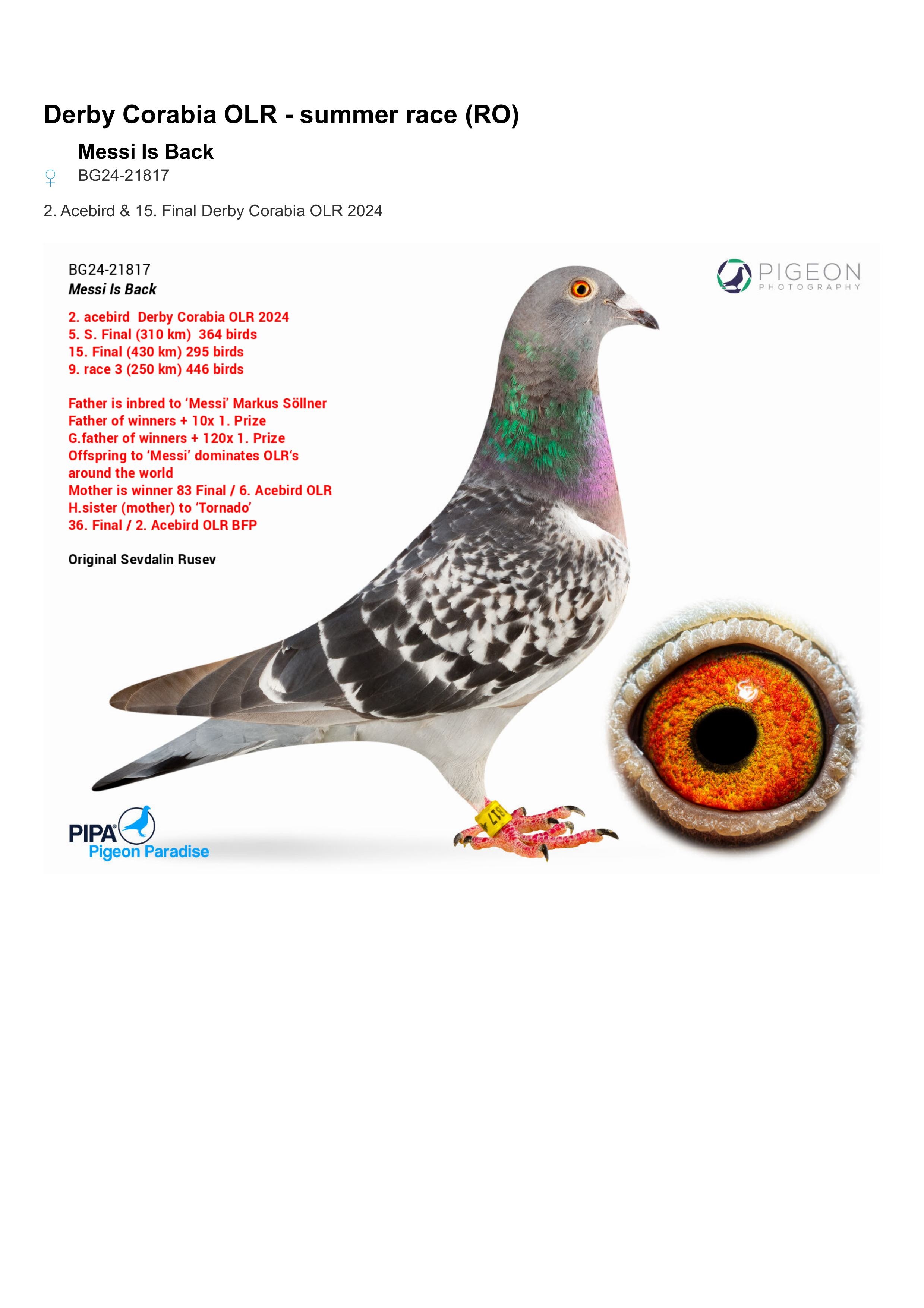 133	place Super Derby (550 km) 	 Team Sevdalin Rusev	 BG-25-50432