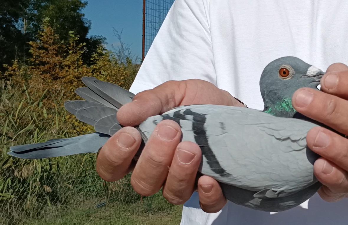 14	Final Race (412 km) 	 Ismail Henza	 AL-262223-2025	