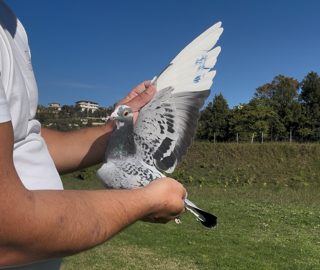 14	place Super Derby (506 km) 	 Llambro Dako Team B	 AL-251266-2025	