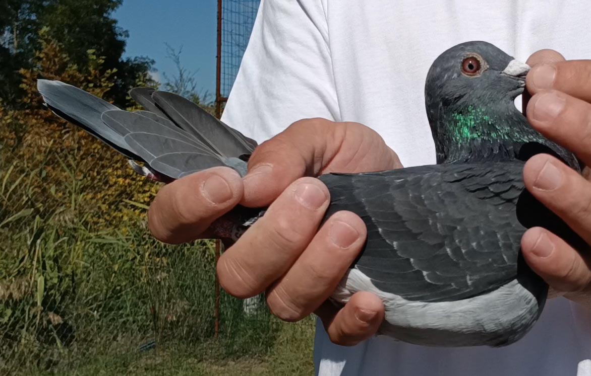 15	Final Race (412 km) 	 PMTP Champion	 AL-63838-2025	