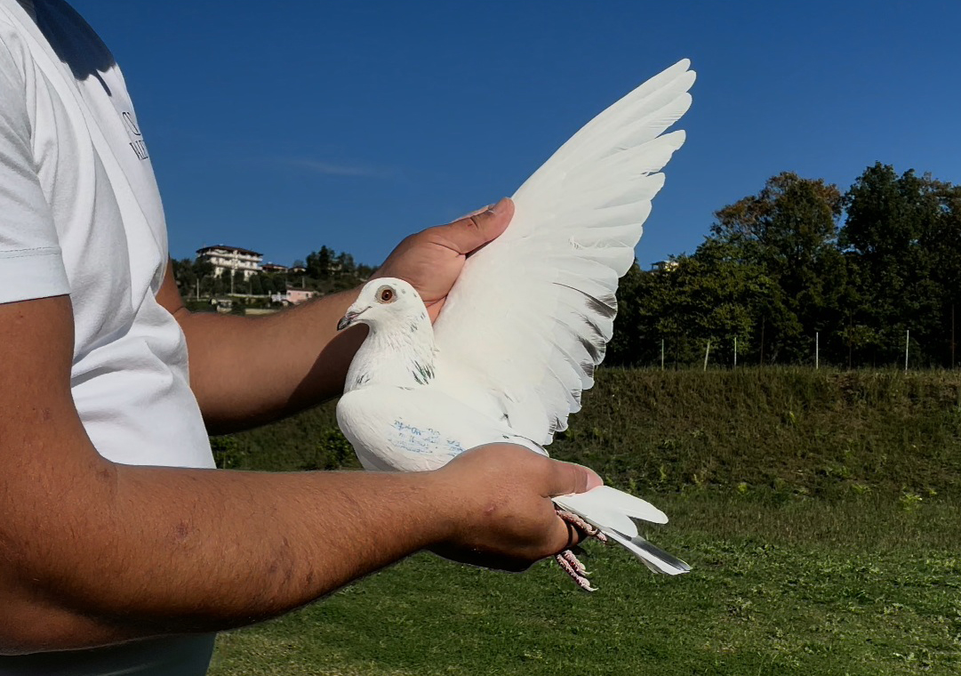 15	place Super Derby (506 km) 	 Etem Hasanaj Team C	 AL-61040-2025	