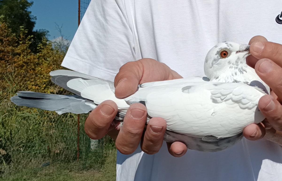 16	Final Race (412 km) + 4 Ace 	 Piroli Loft Team A	 AL-64231-2025	