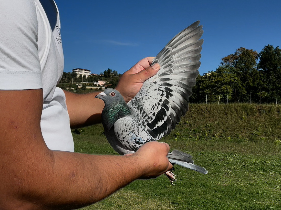 16	place Super Derby (506 km) 	 Detjon Zifla	 AL-260501-2025	