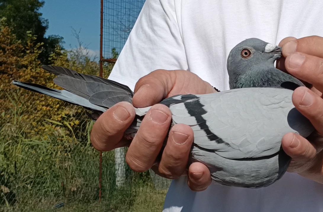 17	Final Race (412 km) 	 Attica Racing Pigeons 09	 GR-0903622-2025	