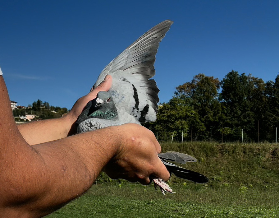 17	place Super Derby (506 km) 	 Xaga	 RKS-04369-2025	