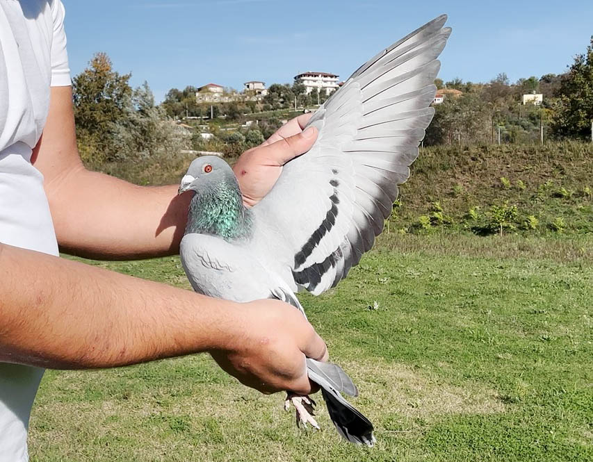 18	place Super Derby (506 km) 	 Artur Mone	 RO-579529-2025	