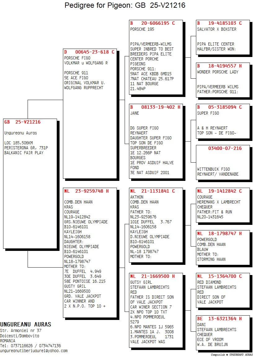 185	Final Race (506 km) 	 BUDEANU PIGEONS LOFT	 GB V 21216	