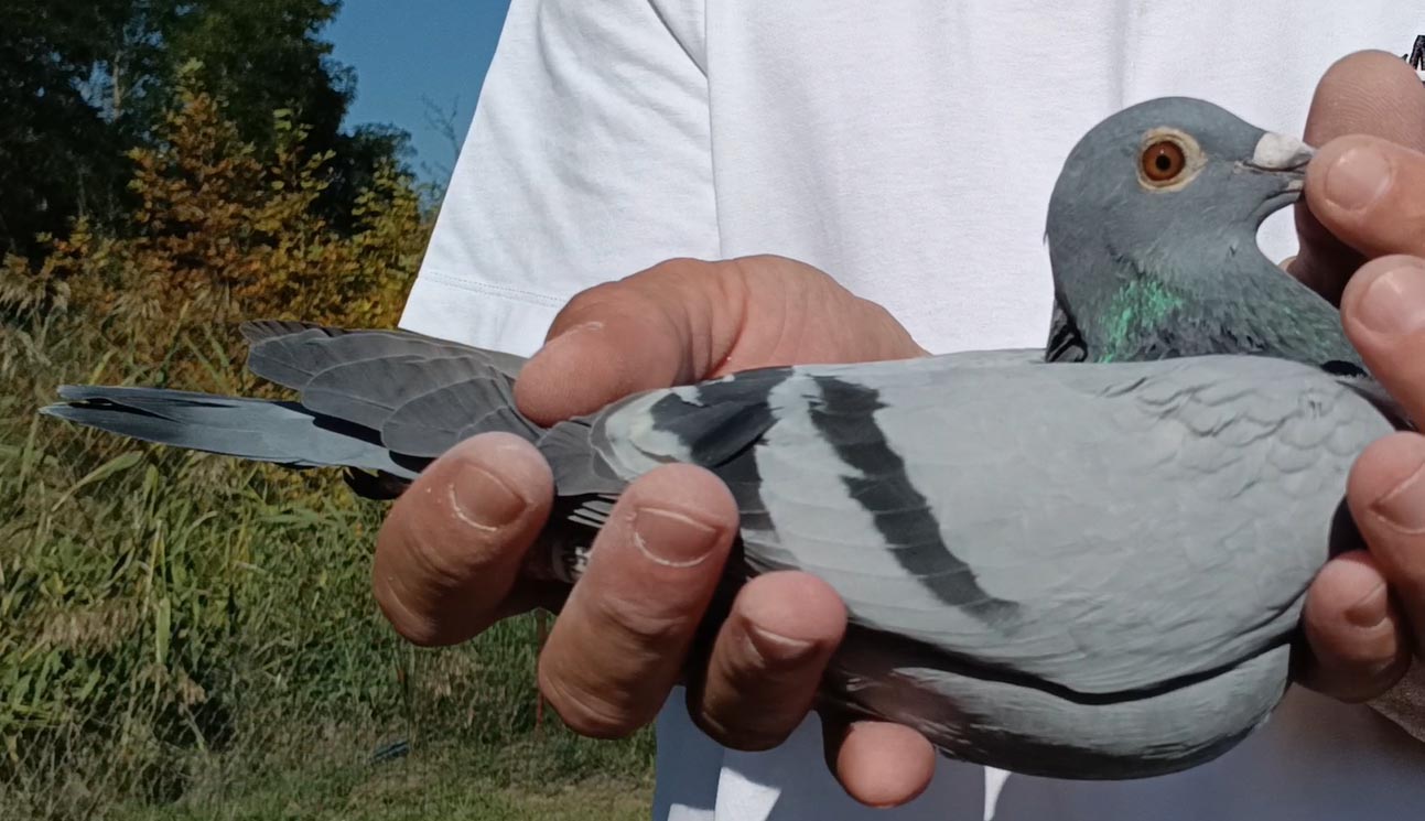 19	Final Race (412 km) 	 Artur Mone	 RO-579532-2025	