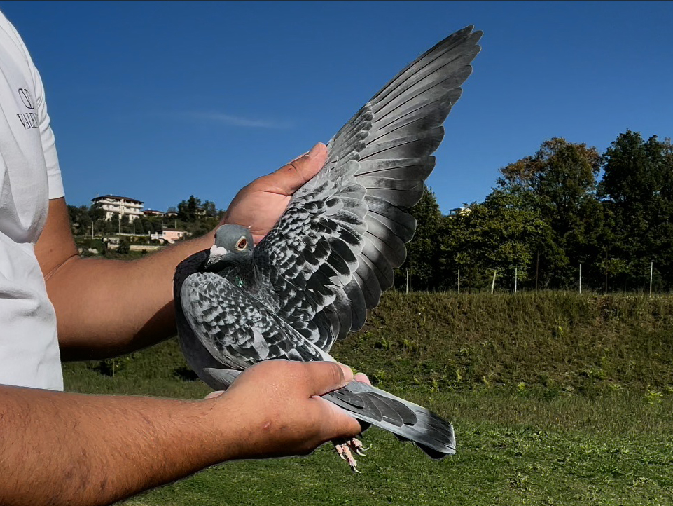 19	place Super Derby (506 km) 	 Hoehn Rainer	 DV-09105-334-2025	