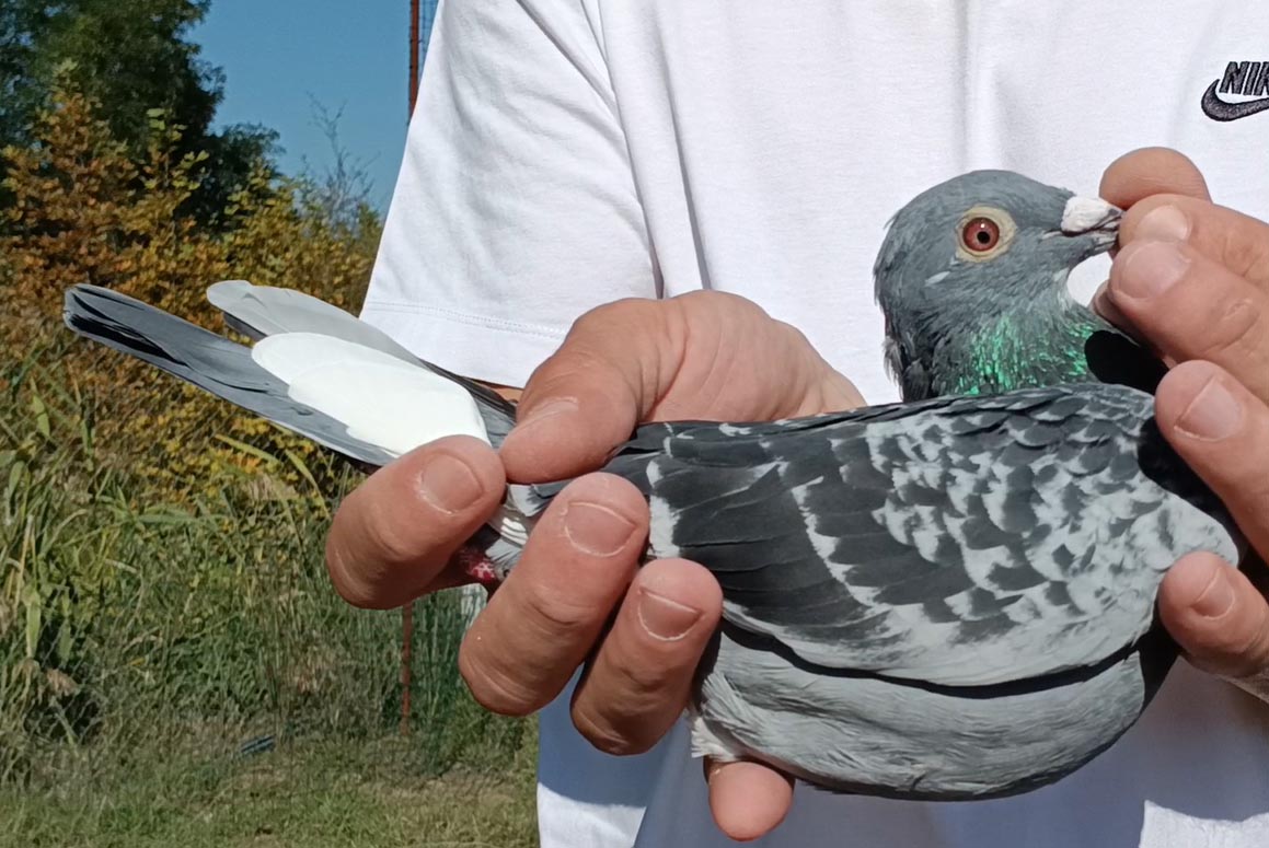 2	Final Race (412 km) 	 $ PUKE $ Team A	 AL-63713-2025	