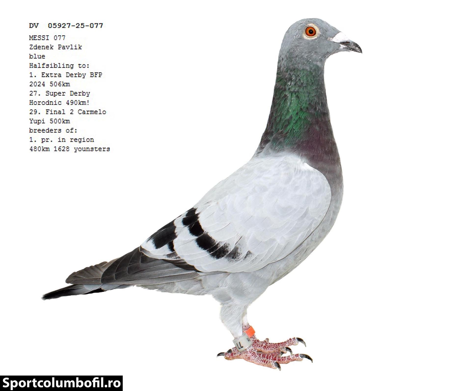 2	place Final (502 km) + 6 Ace-pigeon	Team Awangard	RO-26-1146356