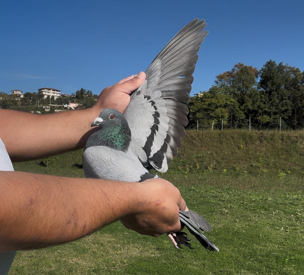 2	place Super Derby (506 km) 	 Ari Shpati Team A	 AL-62116-2025	