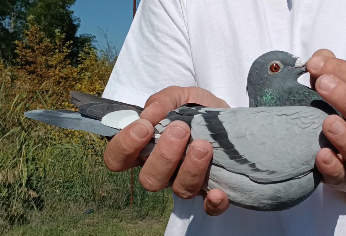 20	Final Race (412 km) 	 Landi Hatia	 AL-63946-2025	